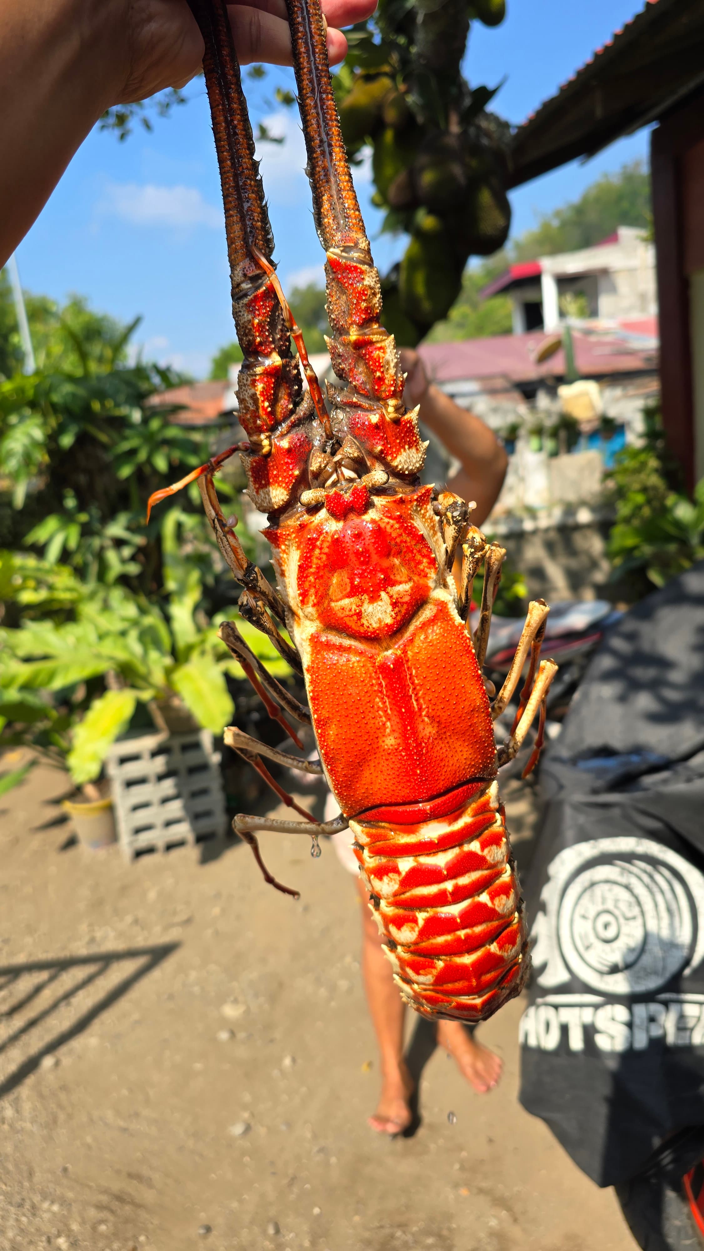 Fresh lobster catch
