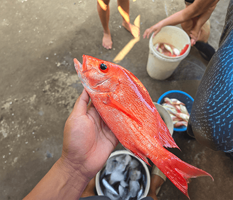 Fresh red snapper catch